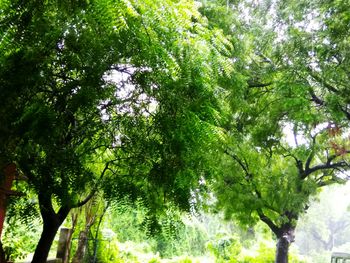 Trees in forest