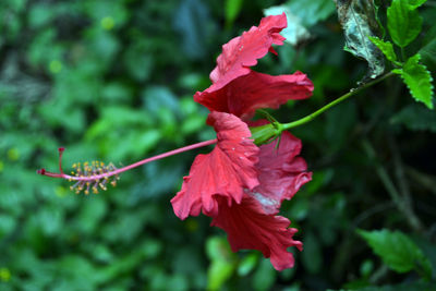 Close-up of red flowering plant