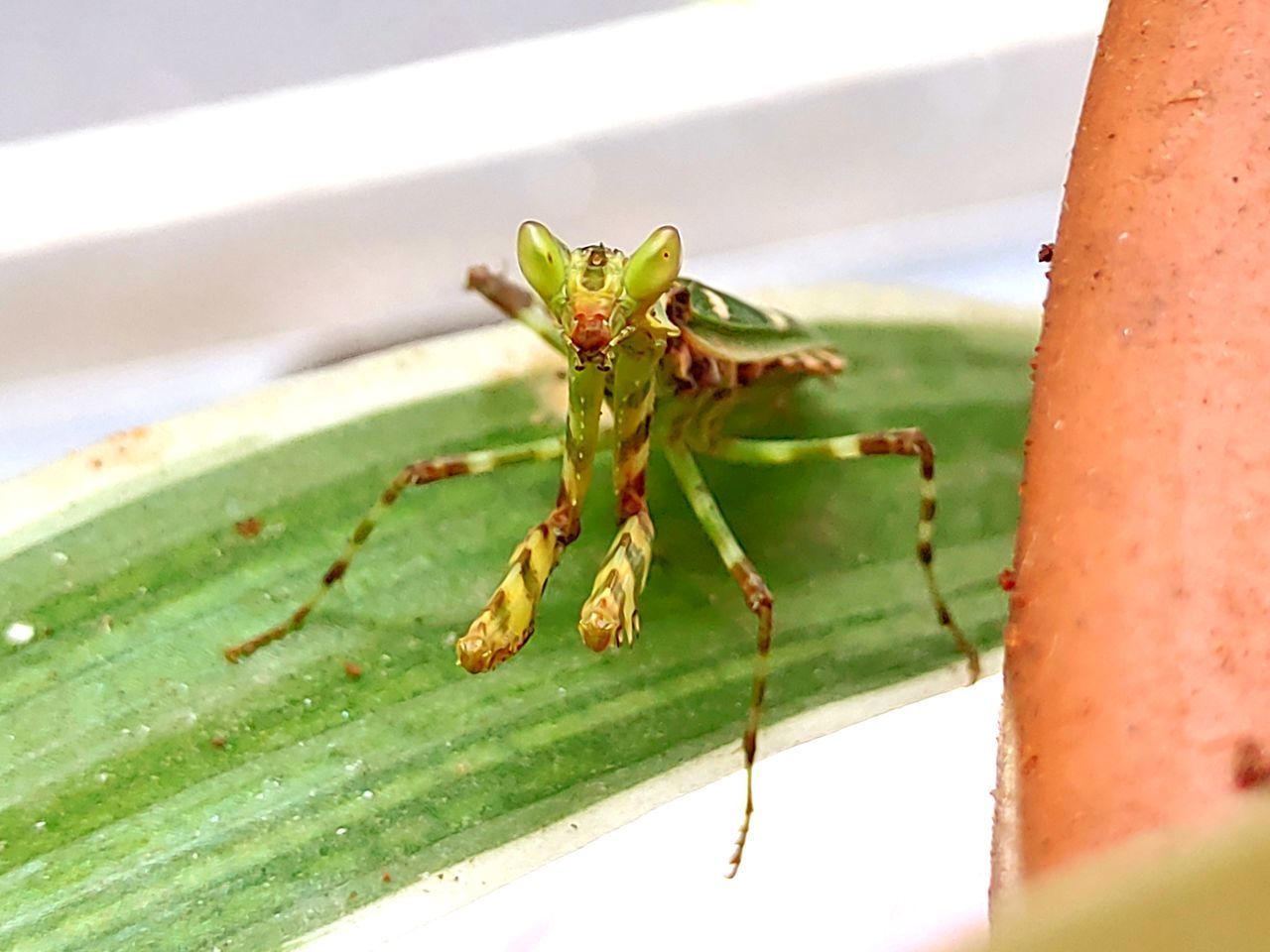 CLOSE-UP OF INSECT ON PLANT