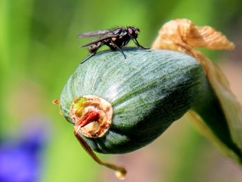 Close-up of insect on flower