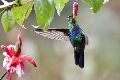 Close-up of hummingbird pollinating flower