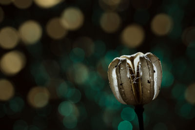 Close up of dead wilted flower in winter on blurred background