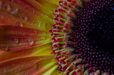 Macro shot of flower