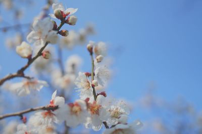 Close-up of white flowers blooming in field