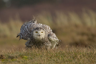 Close-up of owl on field
