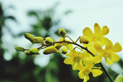 Close-up of yellow plant against blurred background