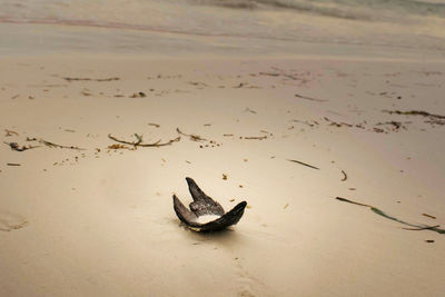 High angle view of crab on beach