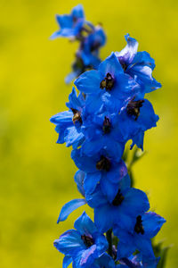 Close-up of purple flowering plant