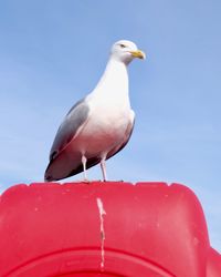 Low angle view of seagull perching on rock against sky