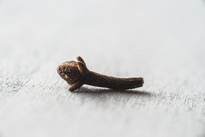 Close-up of clove on table