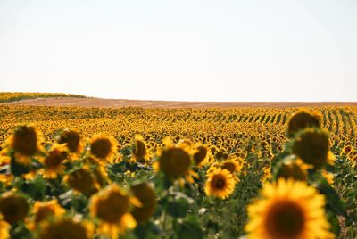 Scenic view of field against clear sky