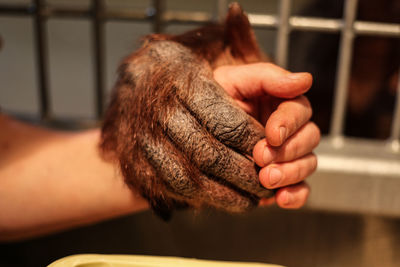 Cropped image of chimpanzee holding hands with person at zookeeper