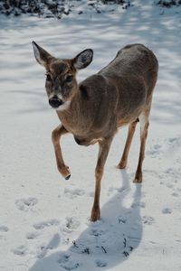 Portrait of doe standing on snow covered field