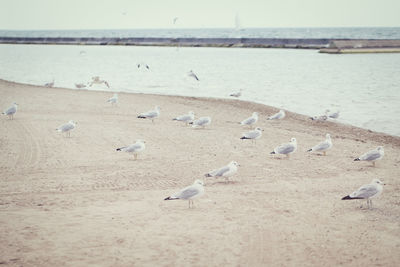 Large group flock of seagulls on the beach sand on cool cold summer day near water sea