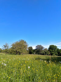 Scenic view of grassy field against clear blue sky