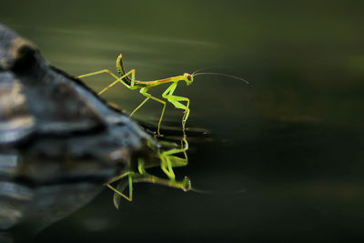 Close-up of insect on leaf