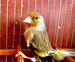 Close-up of bird perching in cage