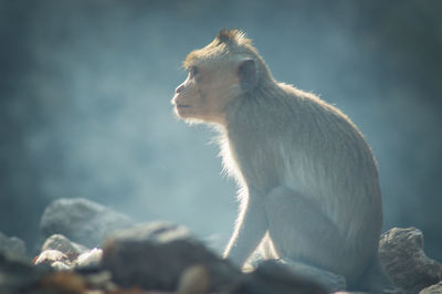 Monkey sitting on rock