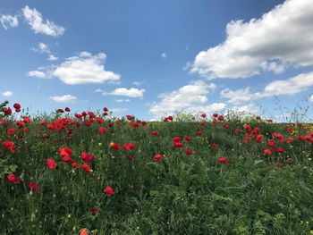 Red flowering plants on field against sky