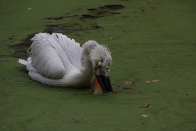 Birds in lake