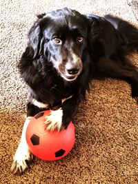 Close-up portrait of black dog