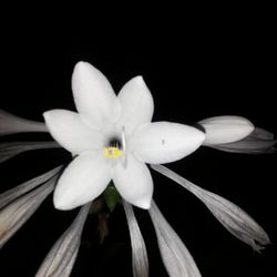 Close-up of white flower