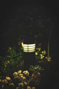 Close-up of illuminated flowers at night