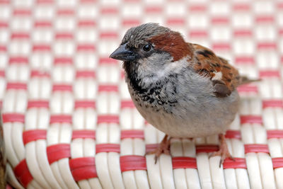 Close-up of a bird