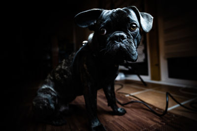 Portrait of black dog on hardwood floor