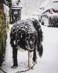 Close-up of wet horse during winter