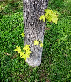 Yellow flower growing on tree trunk