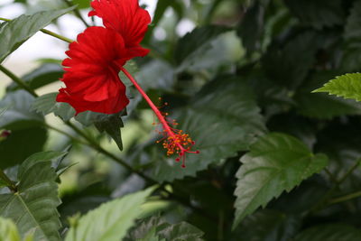 Close-up of red flower