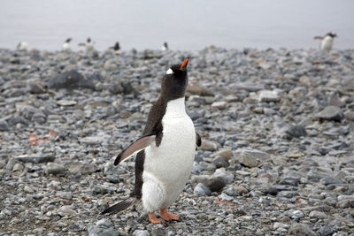 View of gentoo penguin