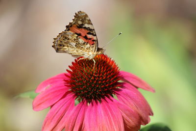 Close-up of butterfly on flower