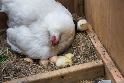 Close-up of hen and chick on nest