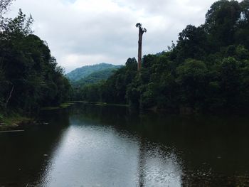 Scenic view of river amidst trees in forest against sky