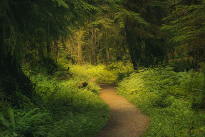 A forest hiking trail in summer