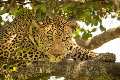 Cat relaxing in a zoo