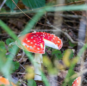 Close-up of fly agaric mushroom growing outdoors