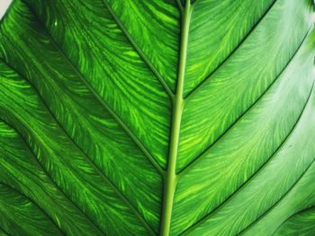 Full frame shot of palm leaves