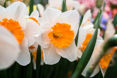 Close-up of white daffodils with yellow corona