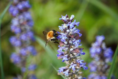 Honey bee pollinating on purple flower