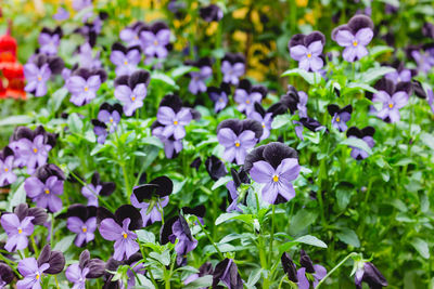 Close-up of purple flowering plants