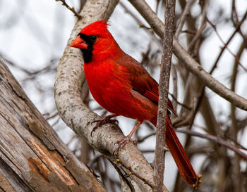 Close-up of bird perching on branch