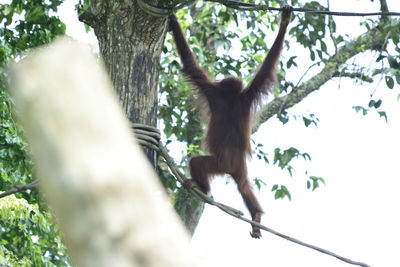 Low angle view of monkey on tree