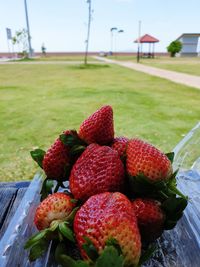 Close-up of strawberries on plant in field