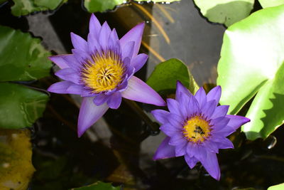Close-up of purple water lily blooming outdoors