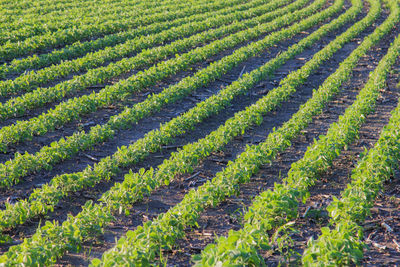 Rows of soybeans.