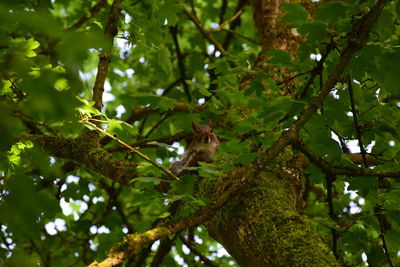 Low angle view of bird perching on tree