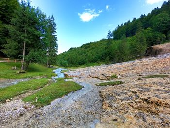 Scenic view of river amidst trees against sky